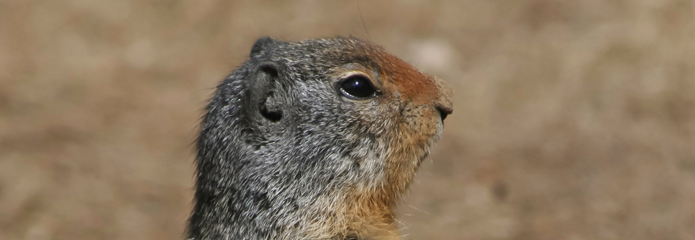 Prairie Dog, Creating Success, A Daily Affirmation, www.adailyaffirmation.com