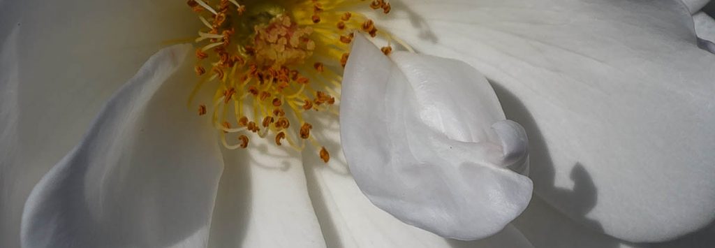 White Rose, Individuality, A Daily Affirmation, www.adailyaffirmation.com