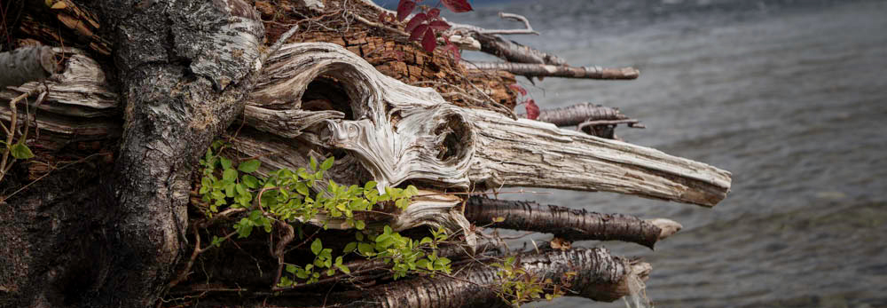 Rotting Log, Perspective, Time, A Daily Affirmation, www.adailyaffirmation.com