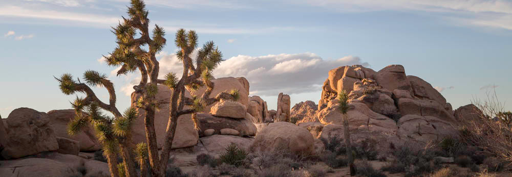 Joshua Tree, A Daily Affirmation, Authentic Self. www.adailyaffirmation.com