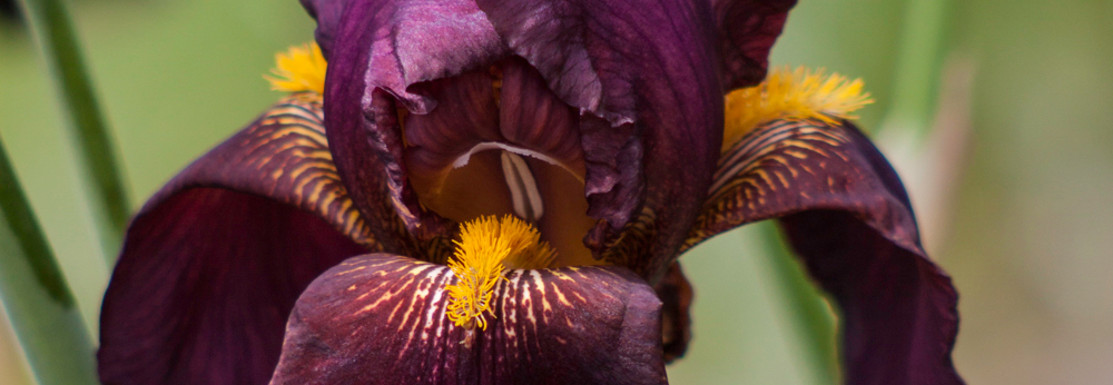 Deep Purple Iris, A Daily Affirmation, Resources. www.adailyaffirmation.com