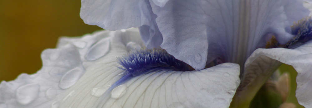 White and Violet Iris, A Daily Affirmation, Peace and Forgiveness, www.adailyaffirmation.com