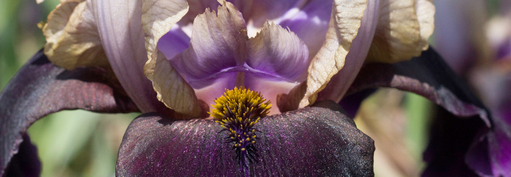 Iris, Fulfilling Purpose, A Daily Affirmation, www.adailyaffirmation.com