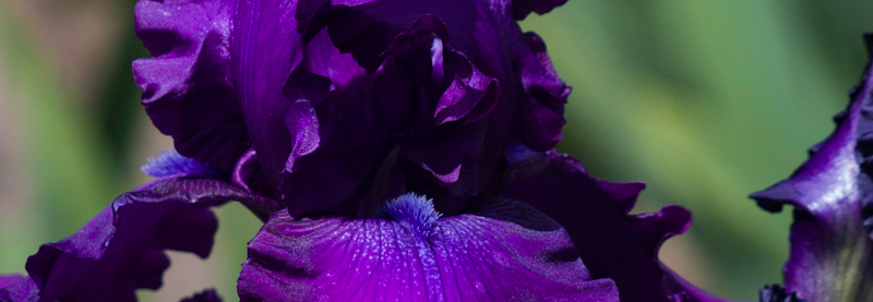 Purple Iris, Prosperity, A Daily Affirmation, www.adailyaffirmation.com