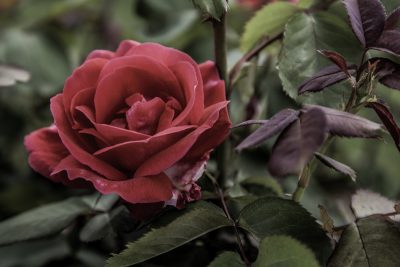 Rose, Desire, A Daily Affirmation, www.adailyaffirmation.com